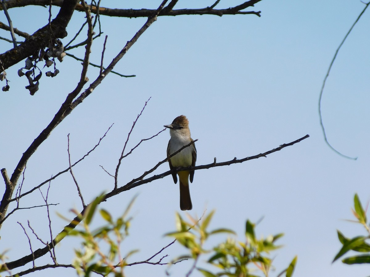Ash-throated Flycatcher - ML450414591
