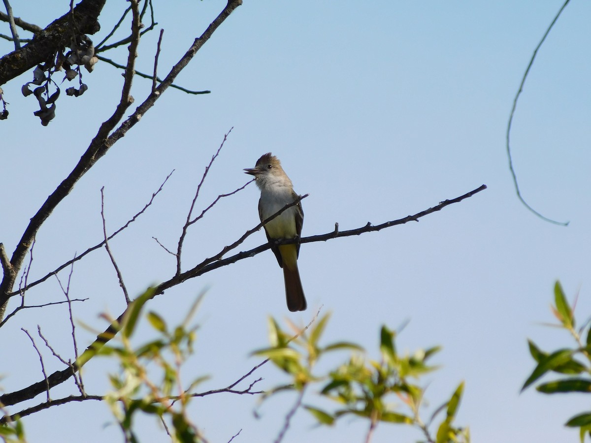 Ash-throated Flycatcher - ML450414611