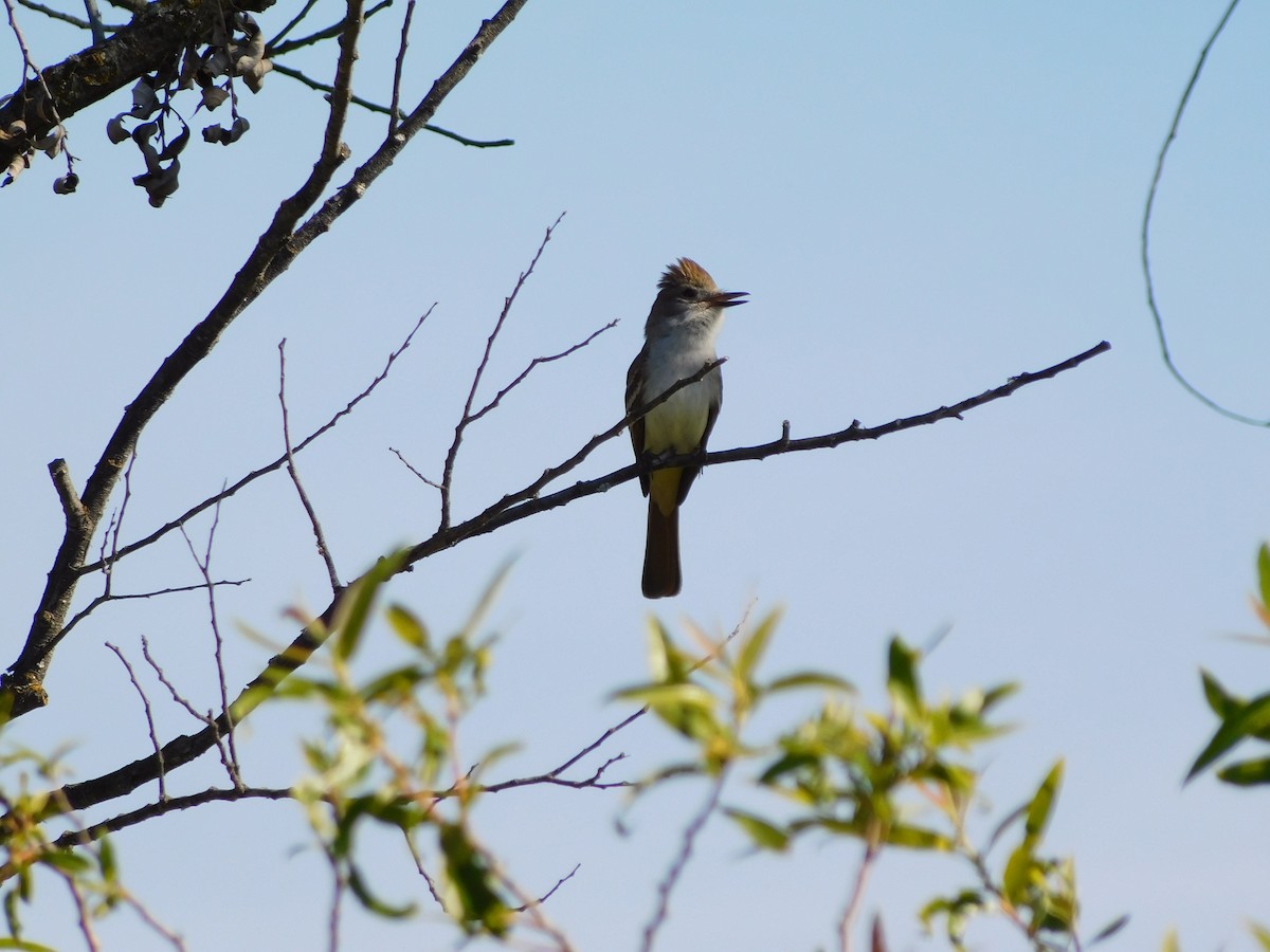 Ash-throated Flycatcher - ML450414631