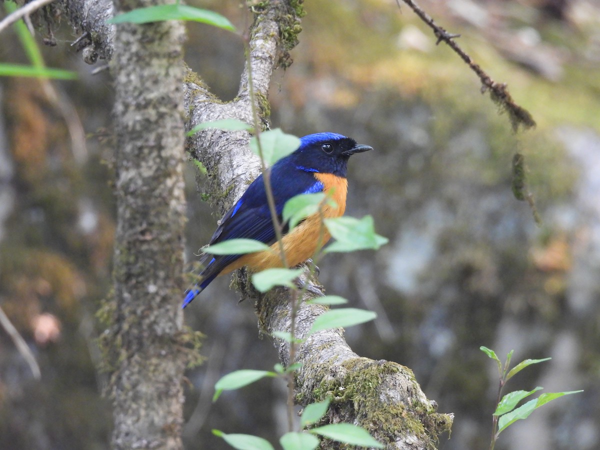 Rufous-bellied Niltava - ML450414641