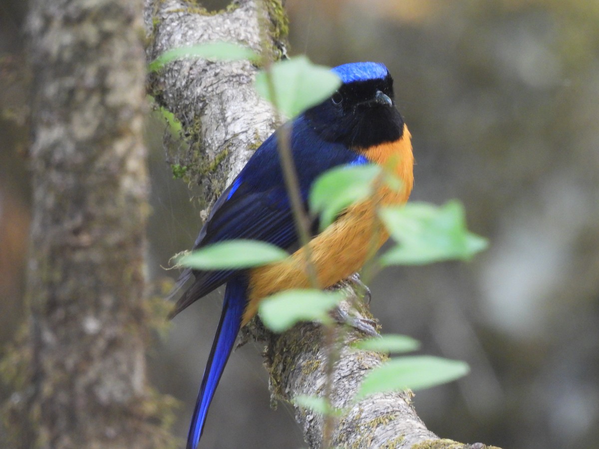 Rufous-bellied Niltava - ML450414651