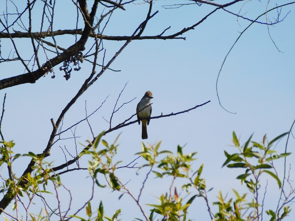 Ash-throated Flycatcher - ML450414711