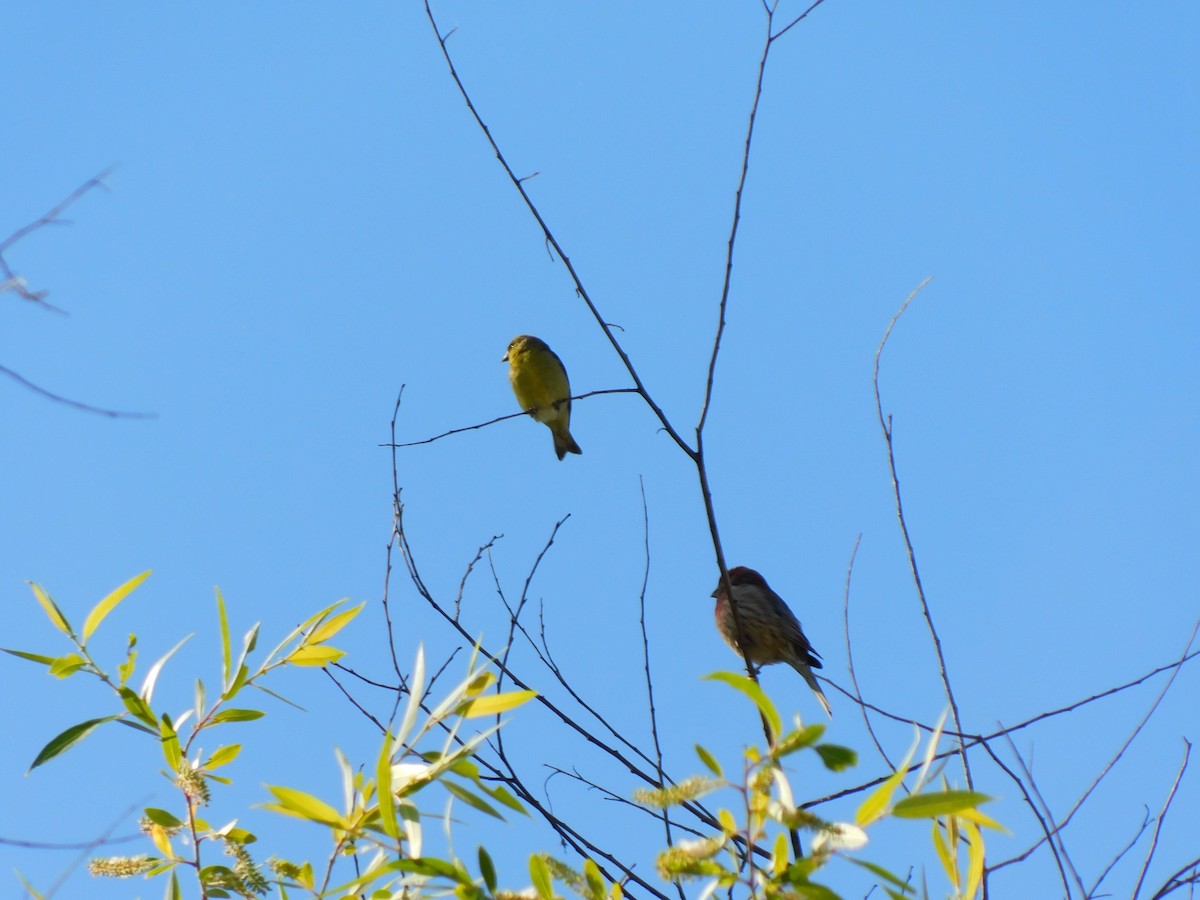 Lesser Goldfinch - ML450414721