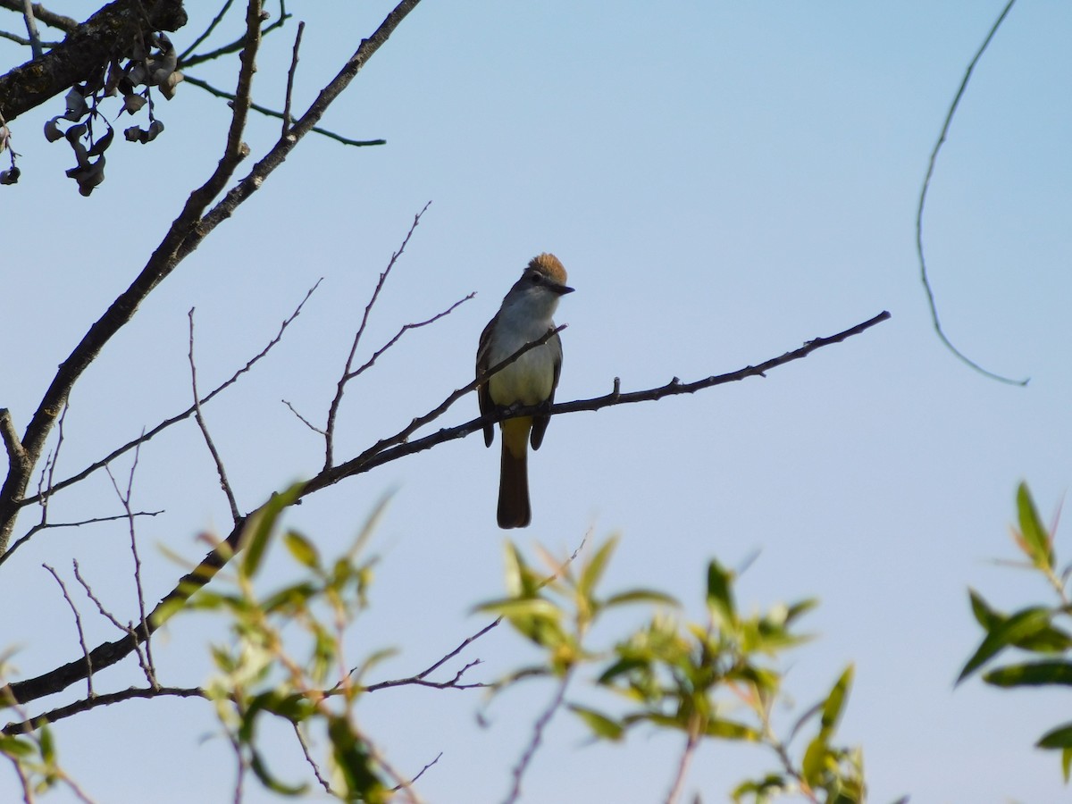 Ash-throated Flycatcher - ML450414741