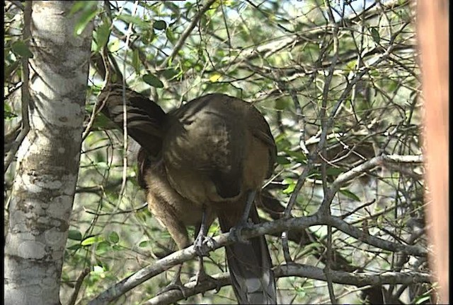 Plain Chachalaca - ML450415