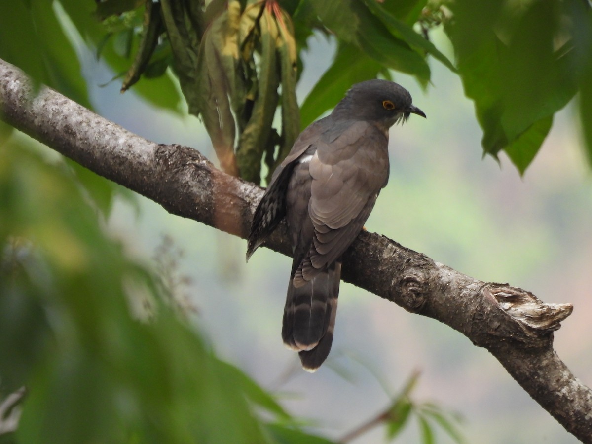 Large Hawk-Cuckoo - ML450415261