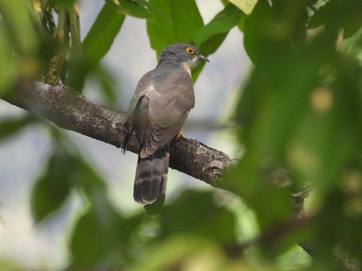 Large Hawk-Cuckoo - ML450415291