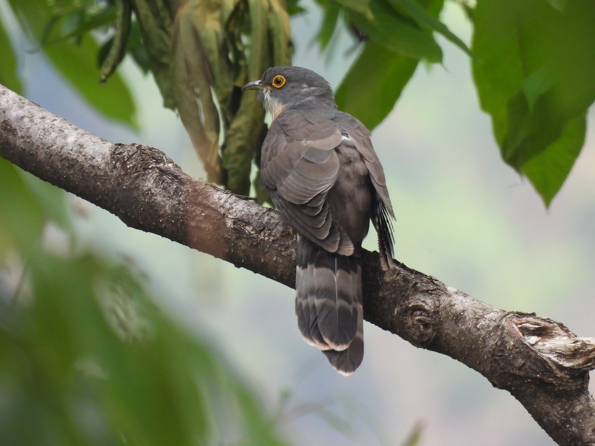 Large Hawk-Cuckoo - ML450415331