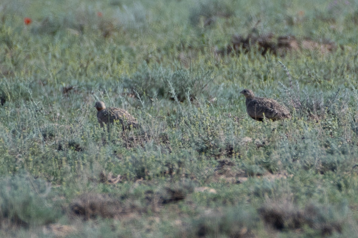 Black-bellied Sandgrouse - Grigory Evtukh