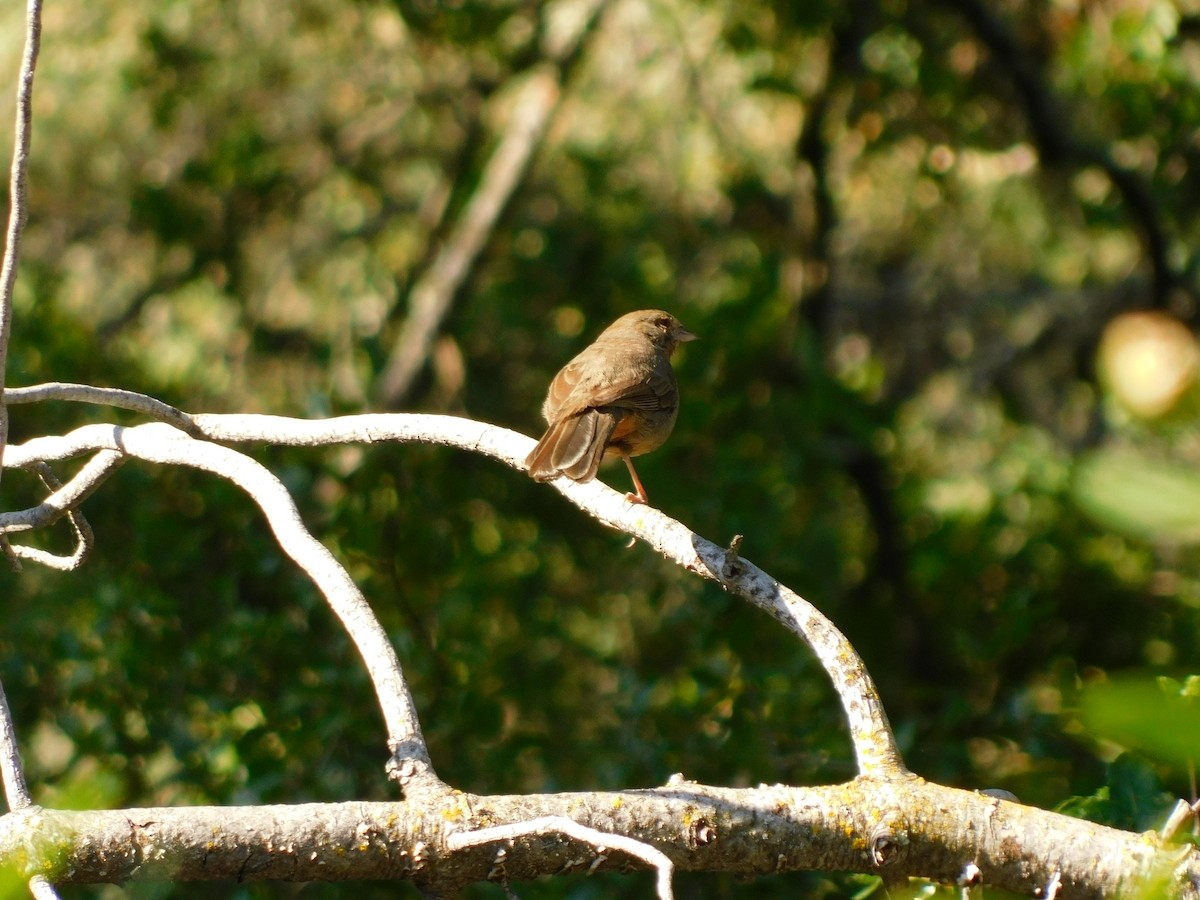 California Towhee - ML450415471