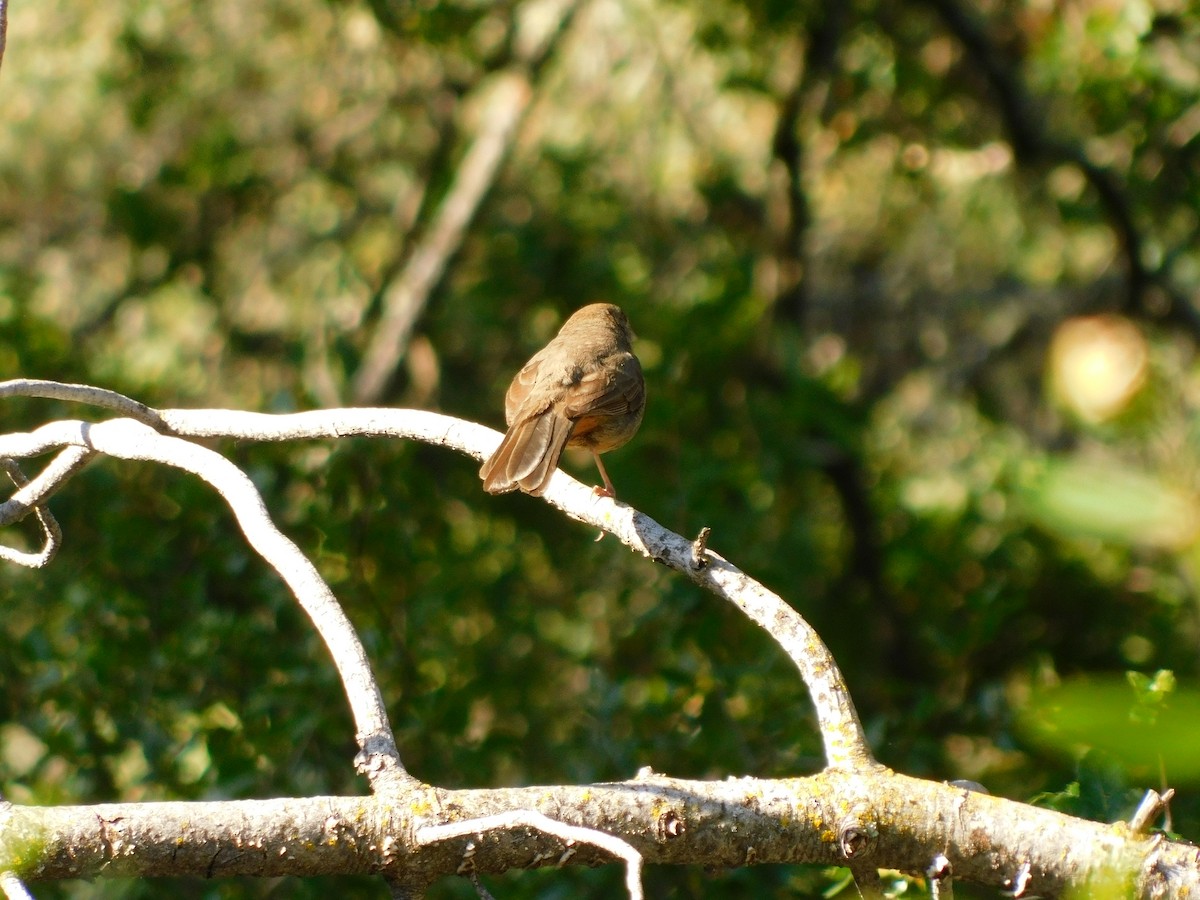 California Towhee - ML450415541