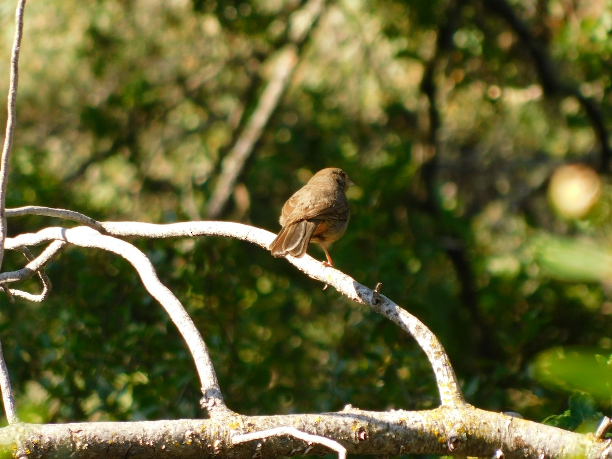 California Towhee - ML450415551