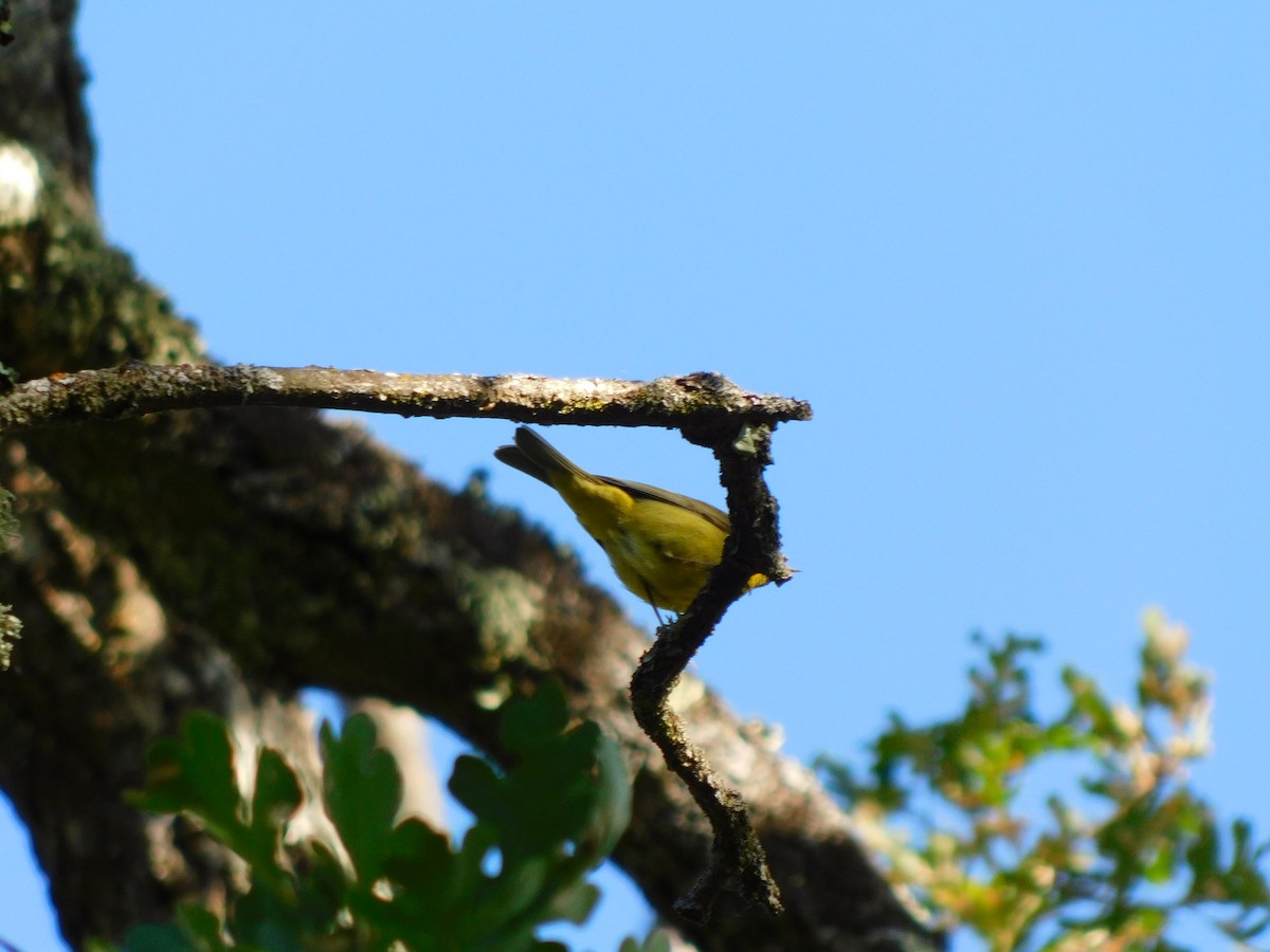 Lesser Goldfinch - ML450415601