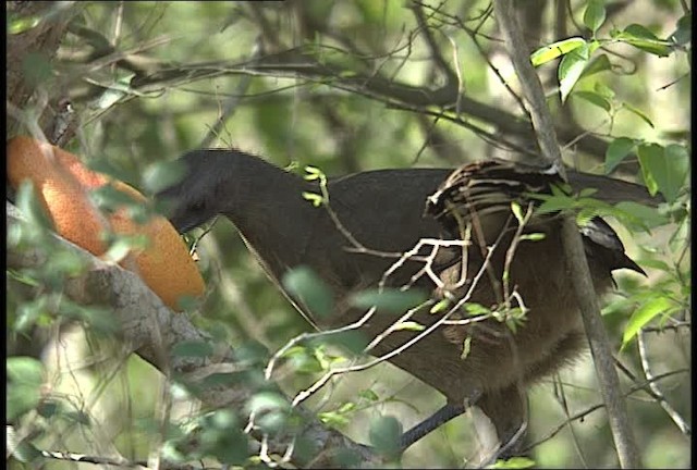 Plain Chachalaca - ML450416