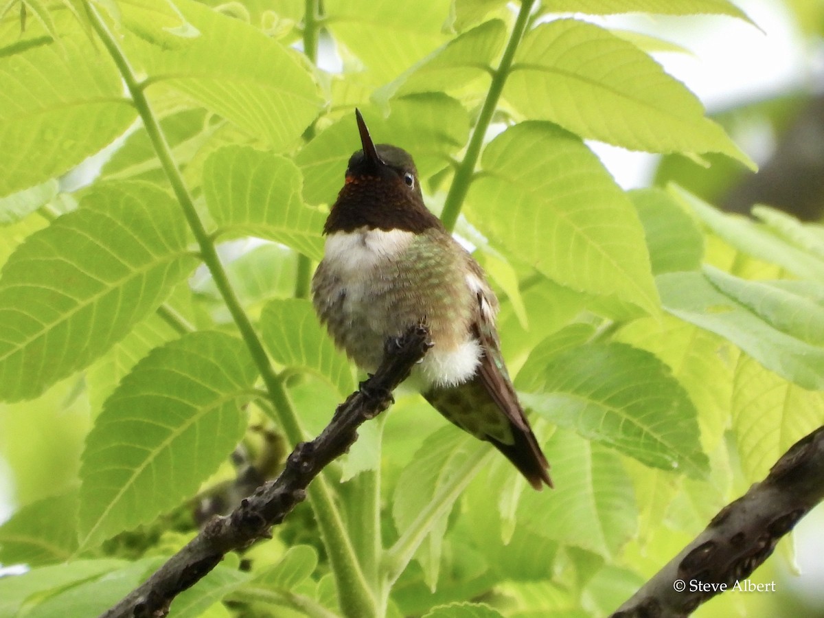 Ruby-throated Hummingbird - ML450416581