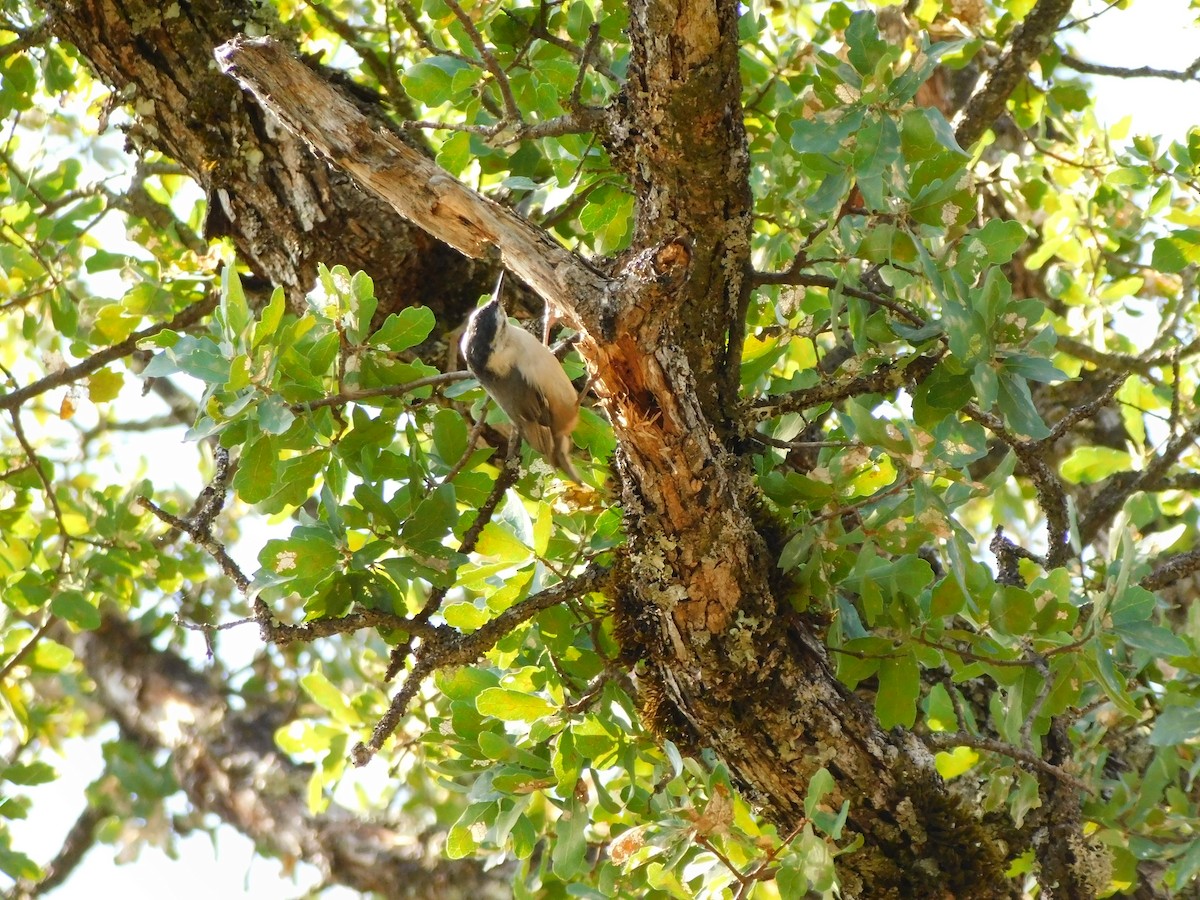 White-breasted Nuthatch - ML450416781