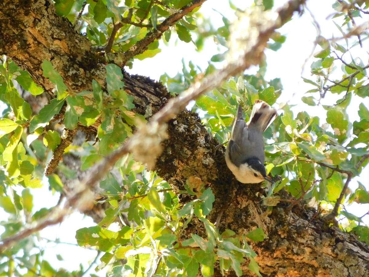 White-breasted Nuthatch - ML450416821