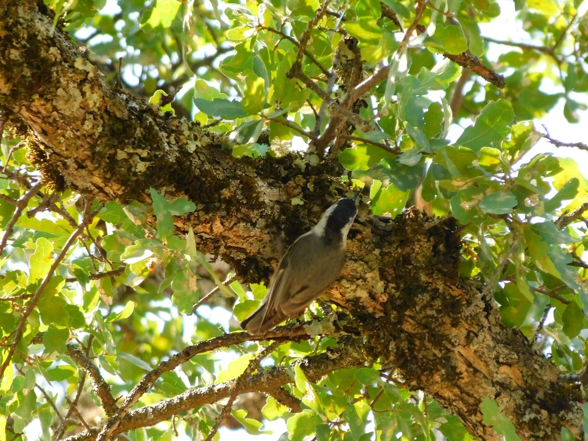 White-breasted Nuthatch - ML450416901