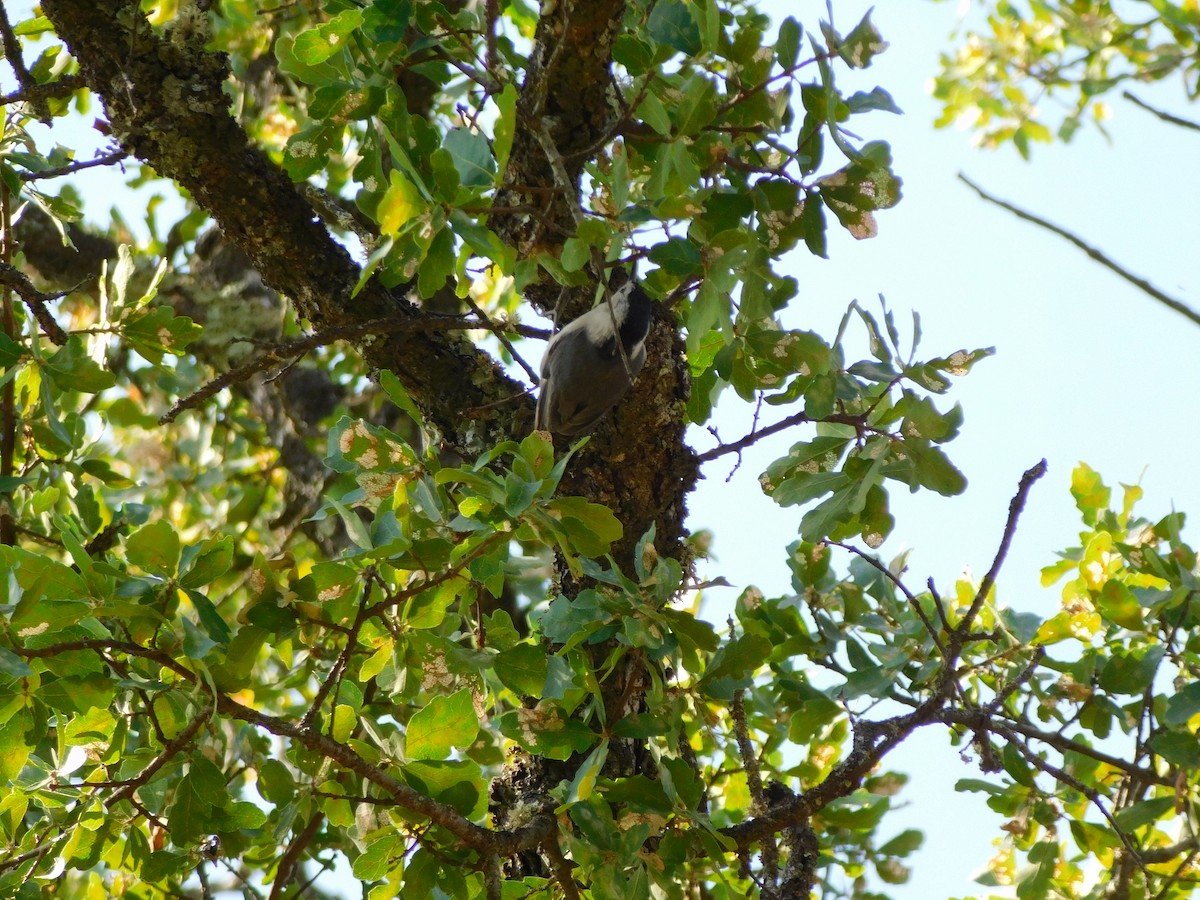 White-breasted Nuthatch - ML450416931