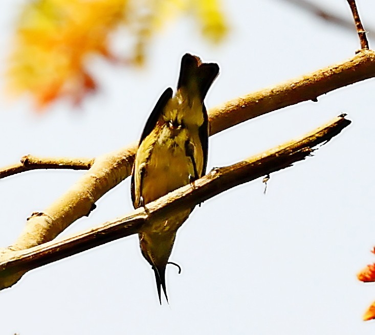 Superb Sunbird - Maciej  Kotlarski