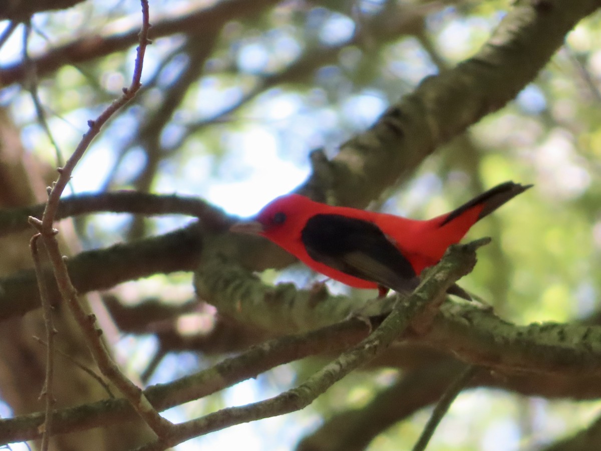 Scarlet Tanager - ML450417851