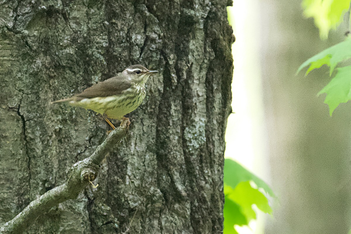 Louisiana Waterthrush - ML450418111