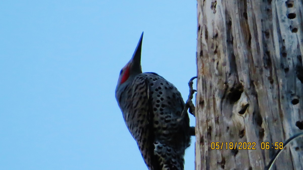 Northern Flicker (Red-shafted) - ML450418181