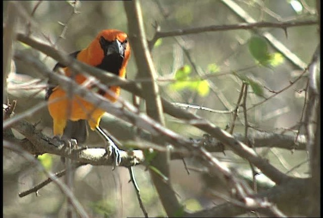 Oriole à gros bec - ML450419