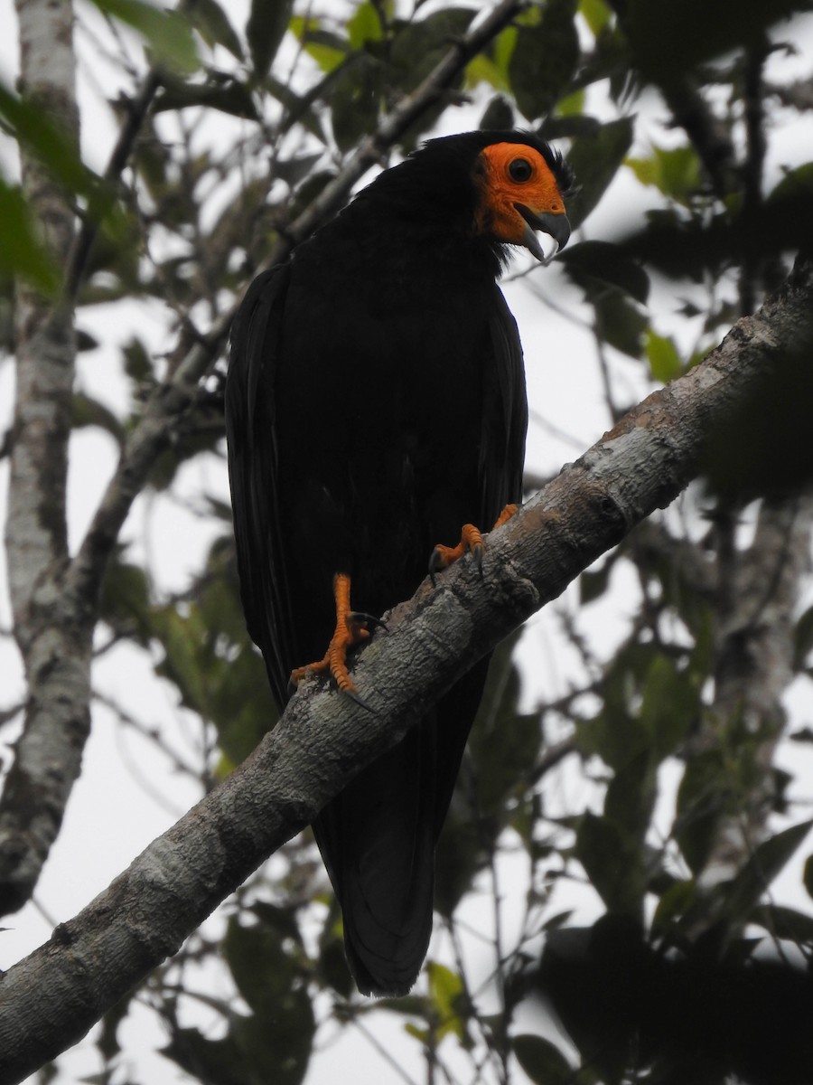 Black Caracara - ML450419031