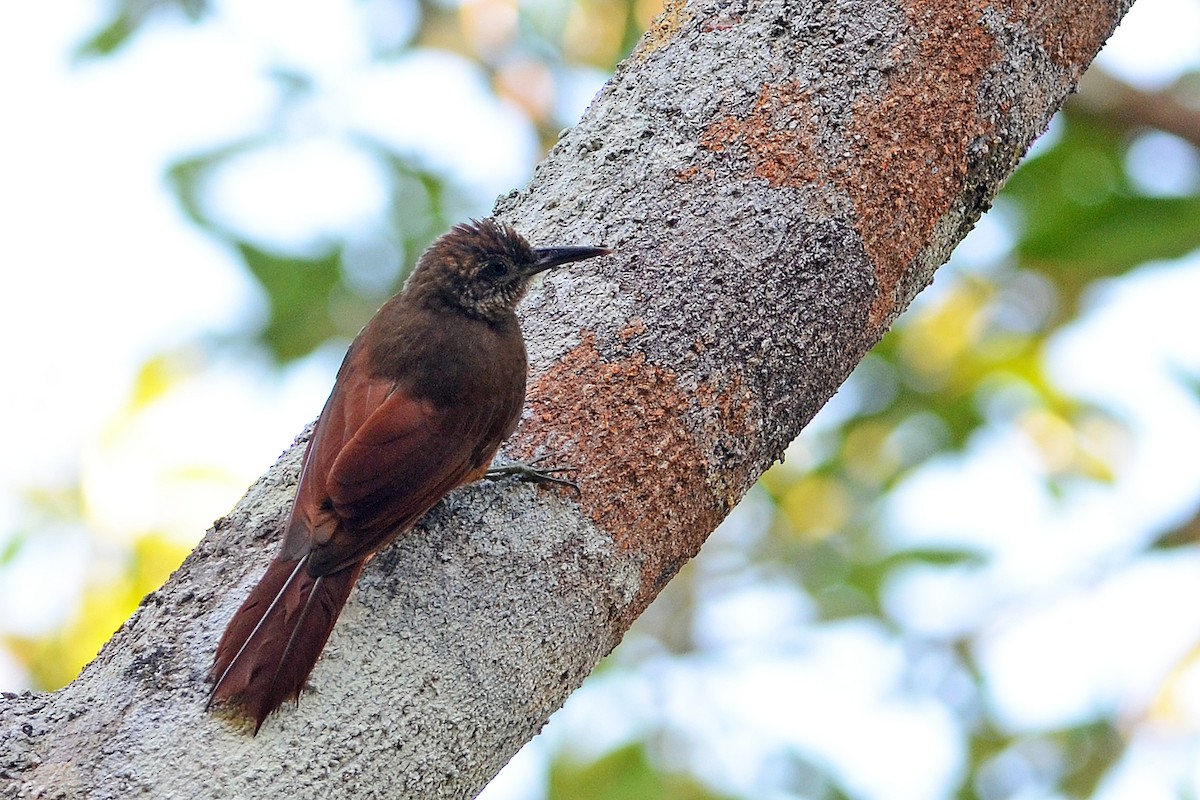 Hoffmanns's Woodcreeper - Bruno Rennó