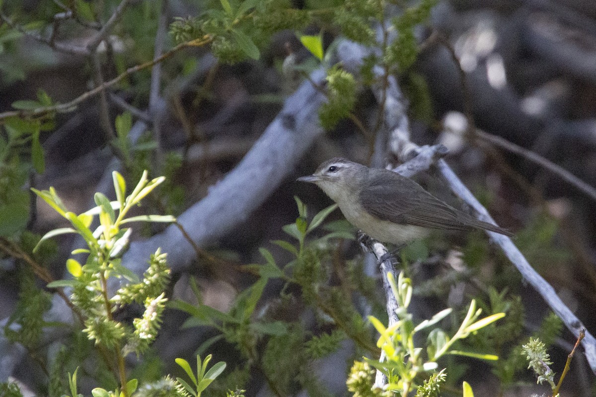 Warbling Vireo - ML450420231