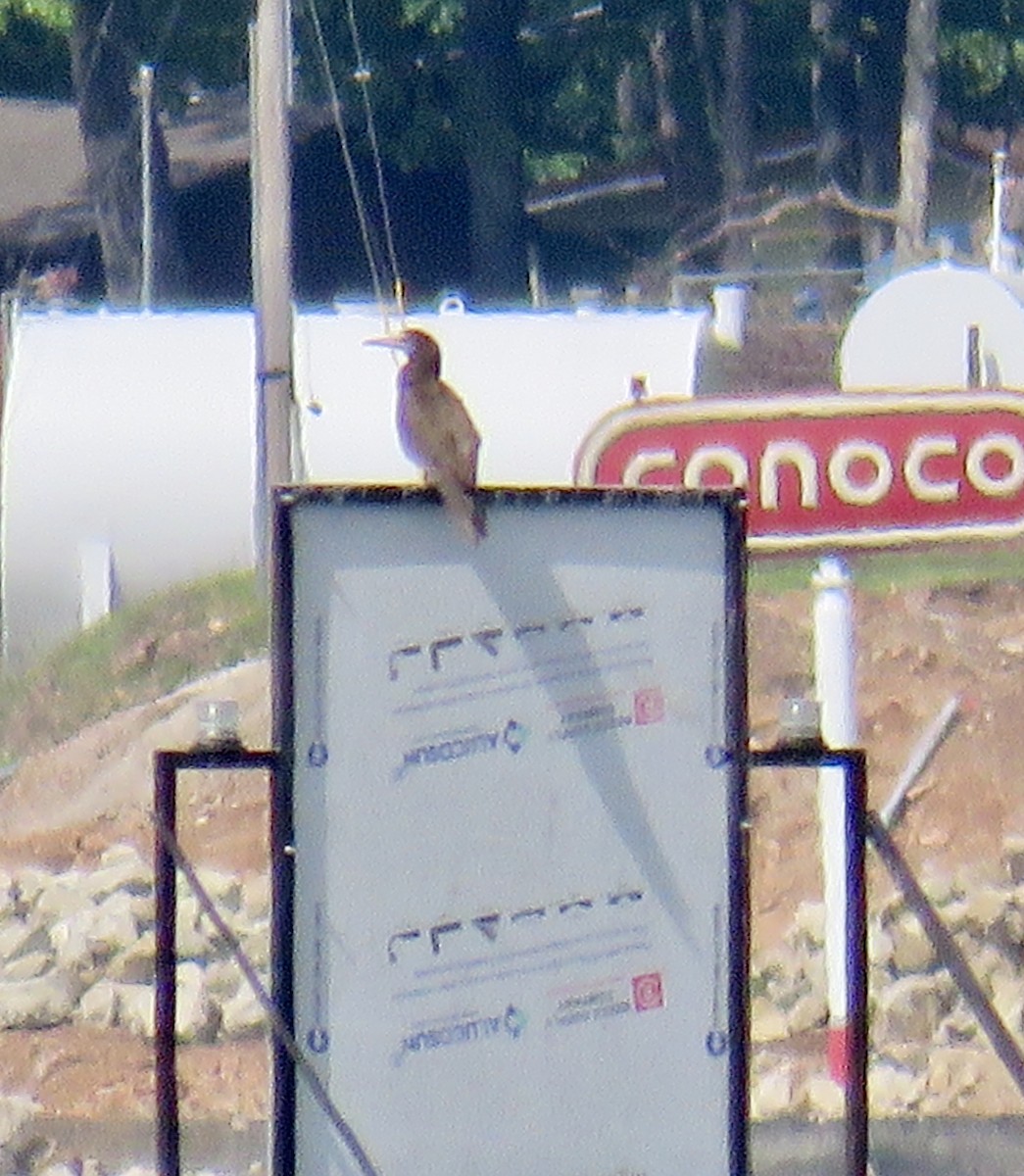 Brown Booby - Ann Tanner