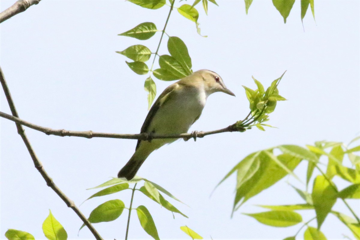 Red-eyed Vireo - Rick Read