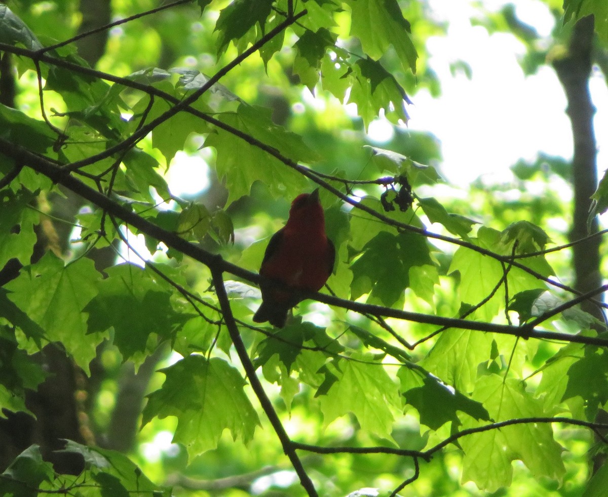 Scarlet Tanager - ML450421971
