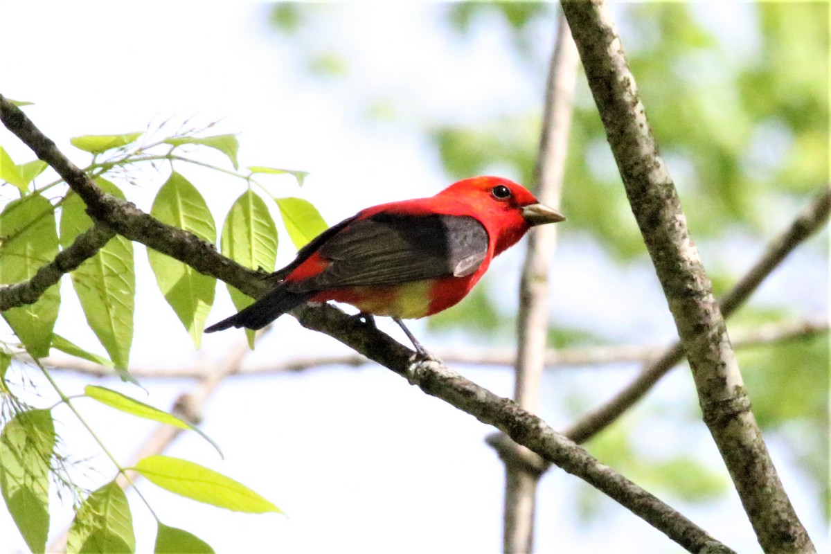 Scarlet Tanager - Rick Read
