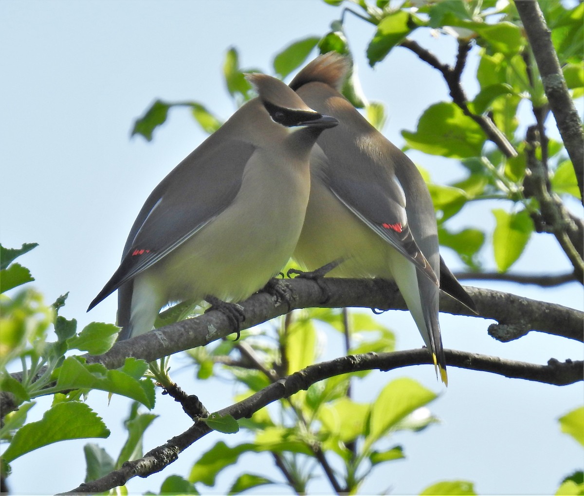 Cedar Waxwing - ML450423601