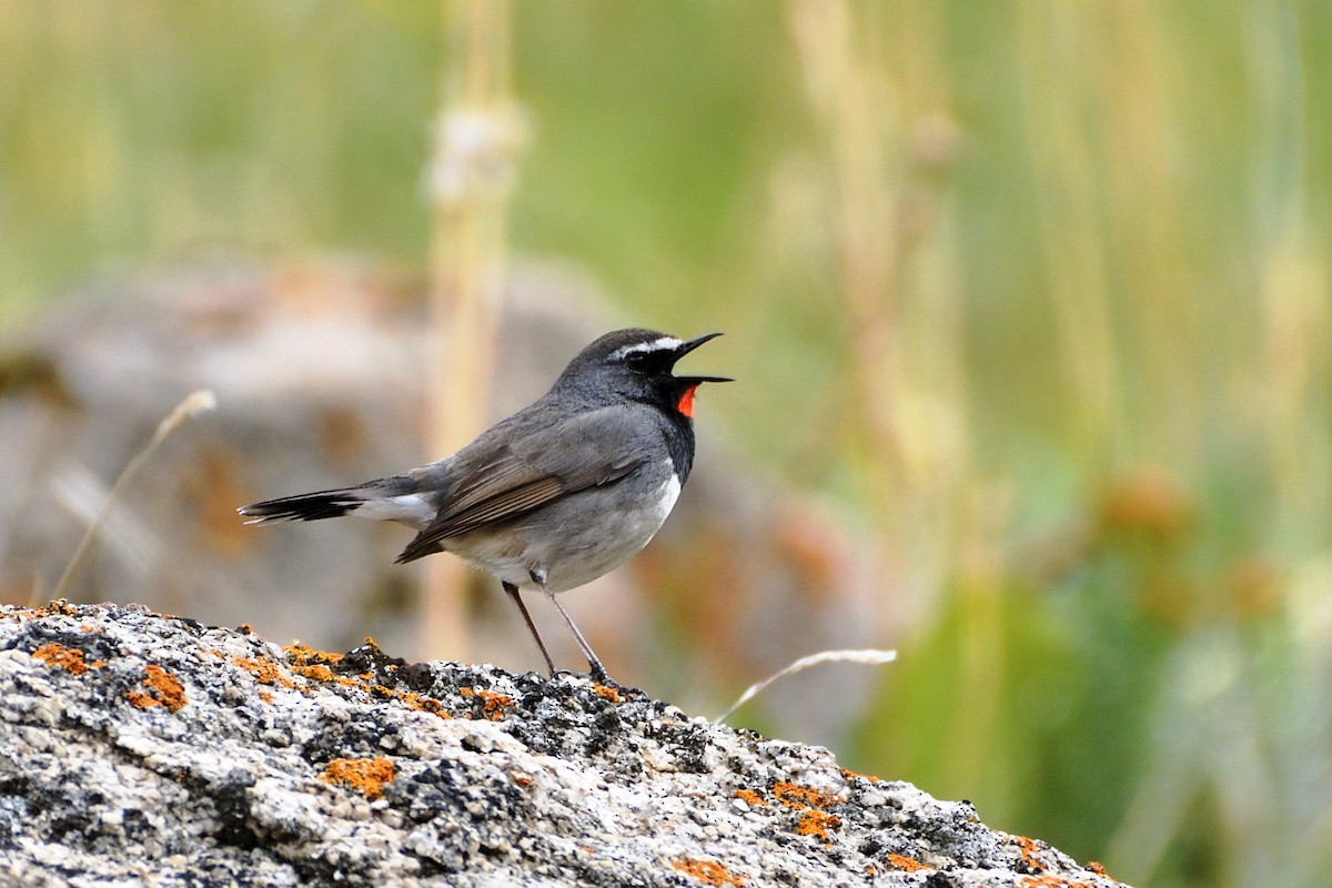 Himalayan Rubythroat - Grigory Evtukh