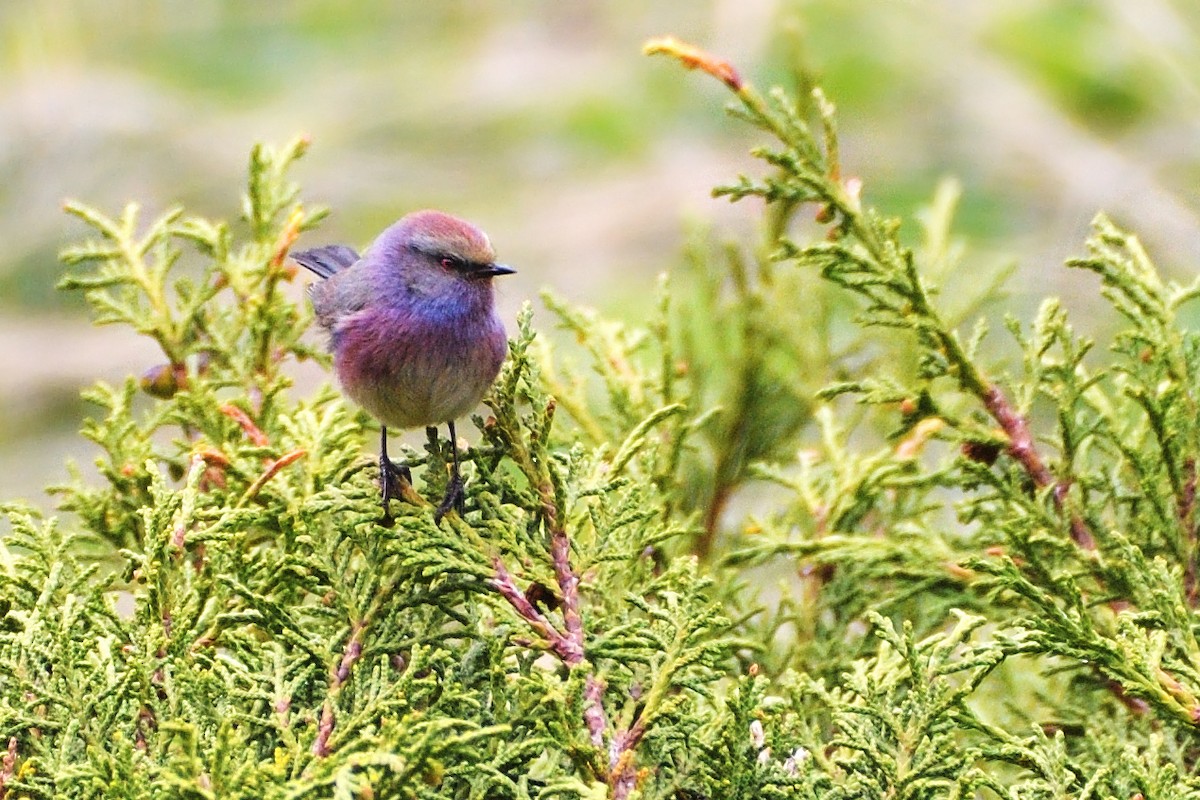 White-browed Tit-Warbler - Grigory Evtukh