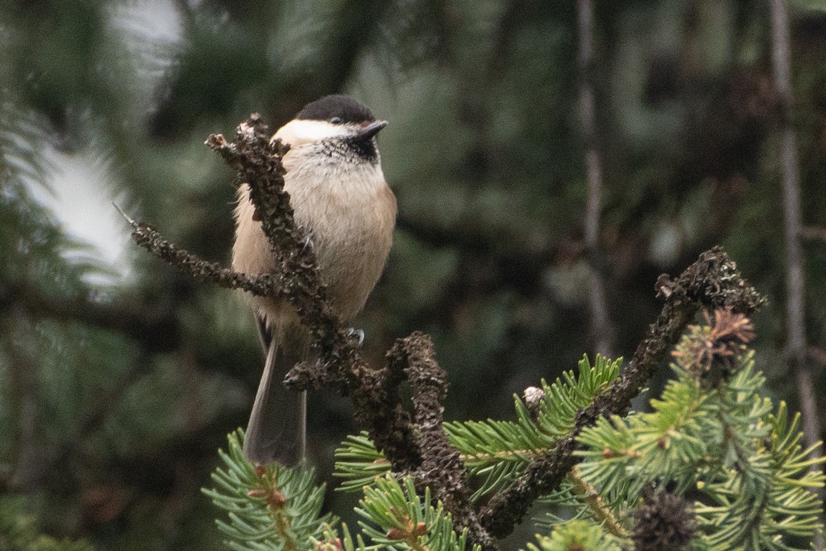 Willow Tit (Songar) - ML450424821