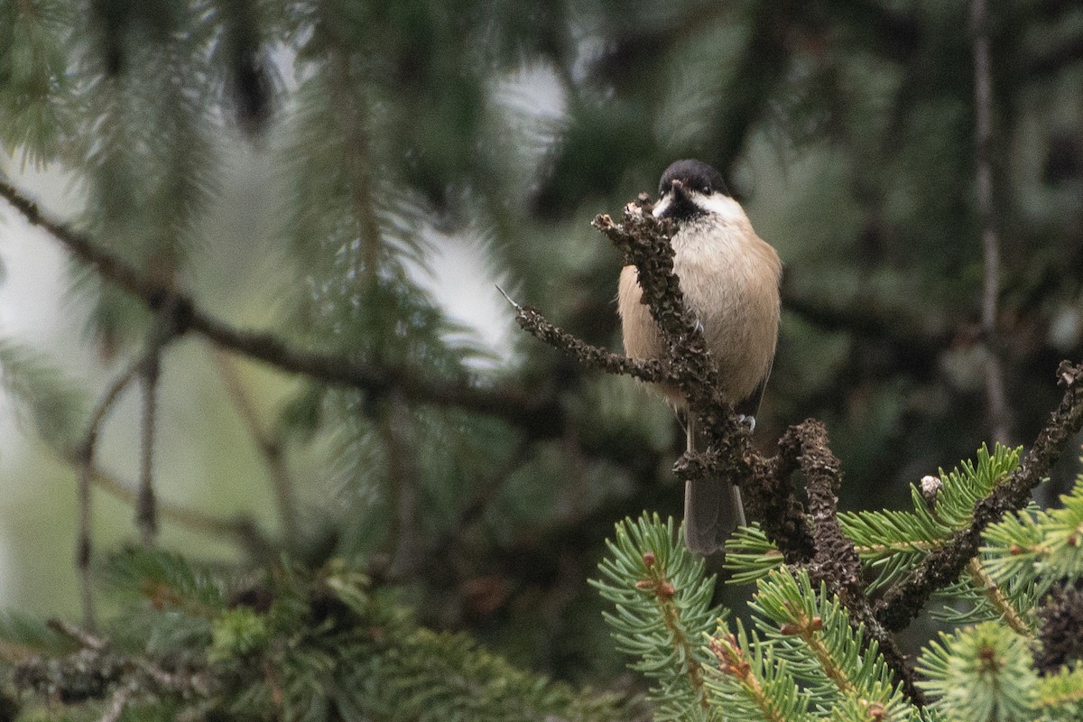 Willow Tit (Songar) - ML450424871