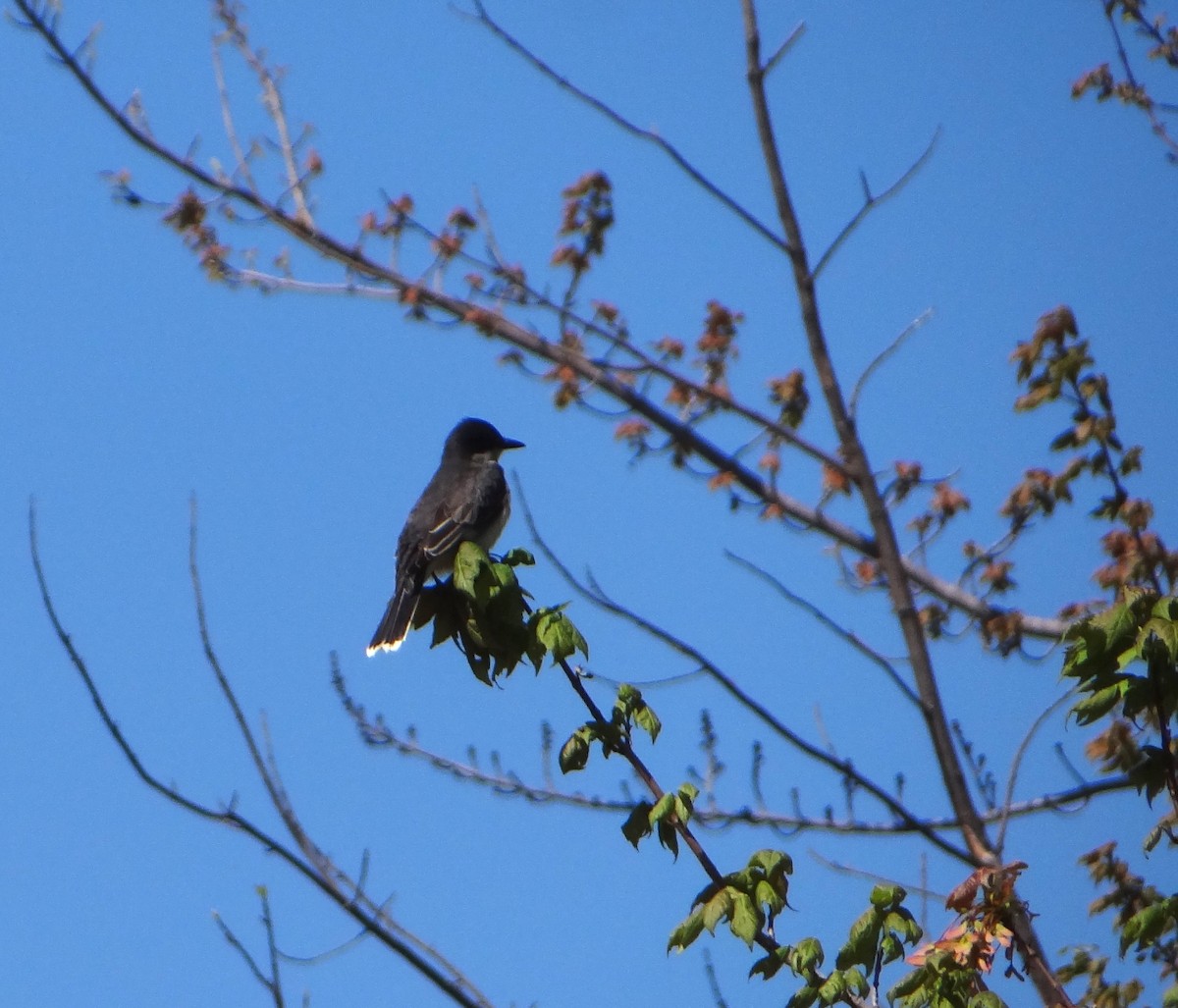 Eastern Kingbird - Marcel Harnois