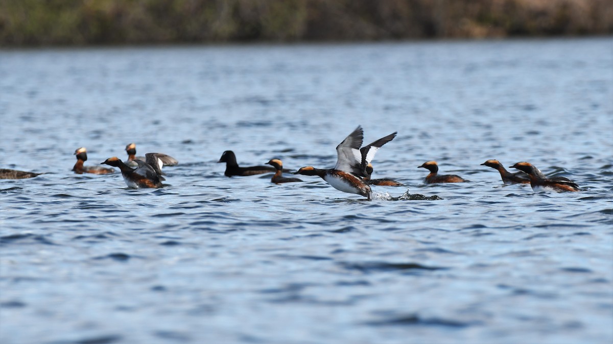 Horned Grebe - ML450427101