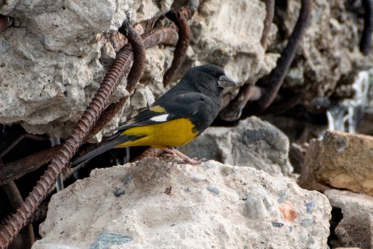 White-winged Grosbeak - Grigory Evtukh