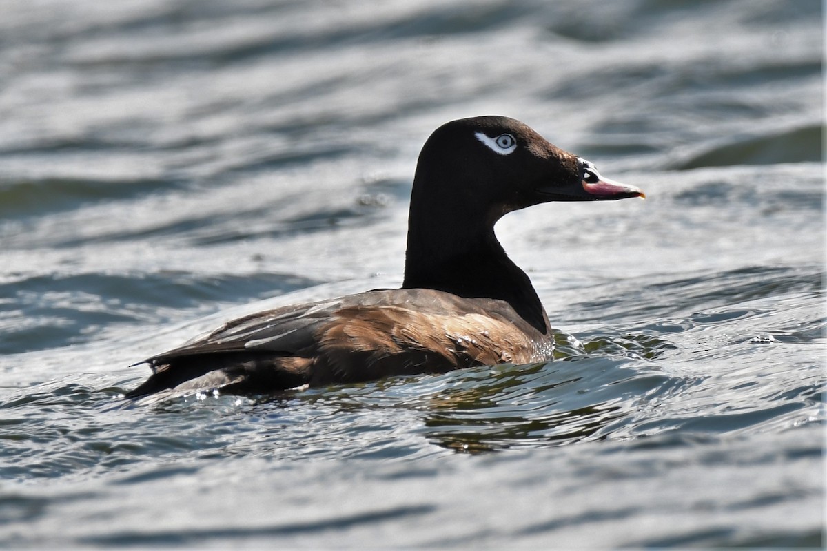 White-winged Scoter - ML450427591