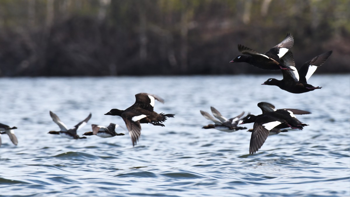 White-winged Scoter - Timothy Piranian