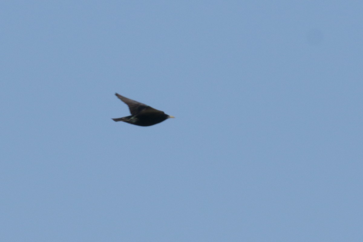 European Starling - ML450428291