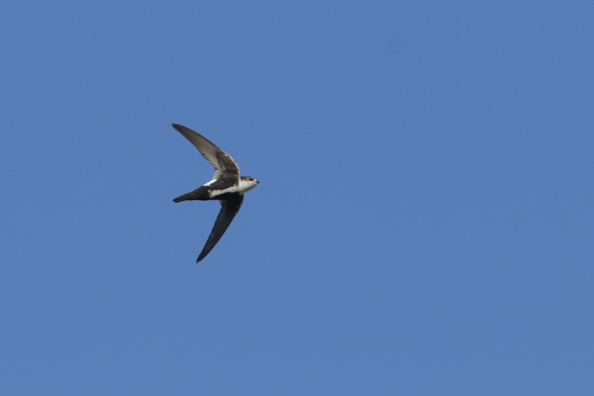 White-throated Swift - ML450429051