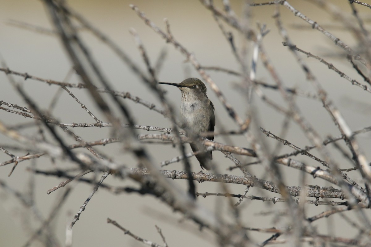 Anna's Hummingbird - ML450429401