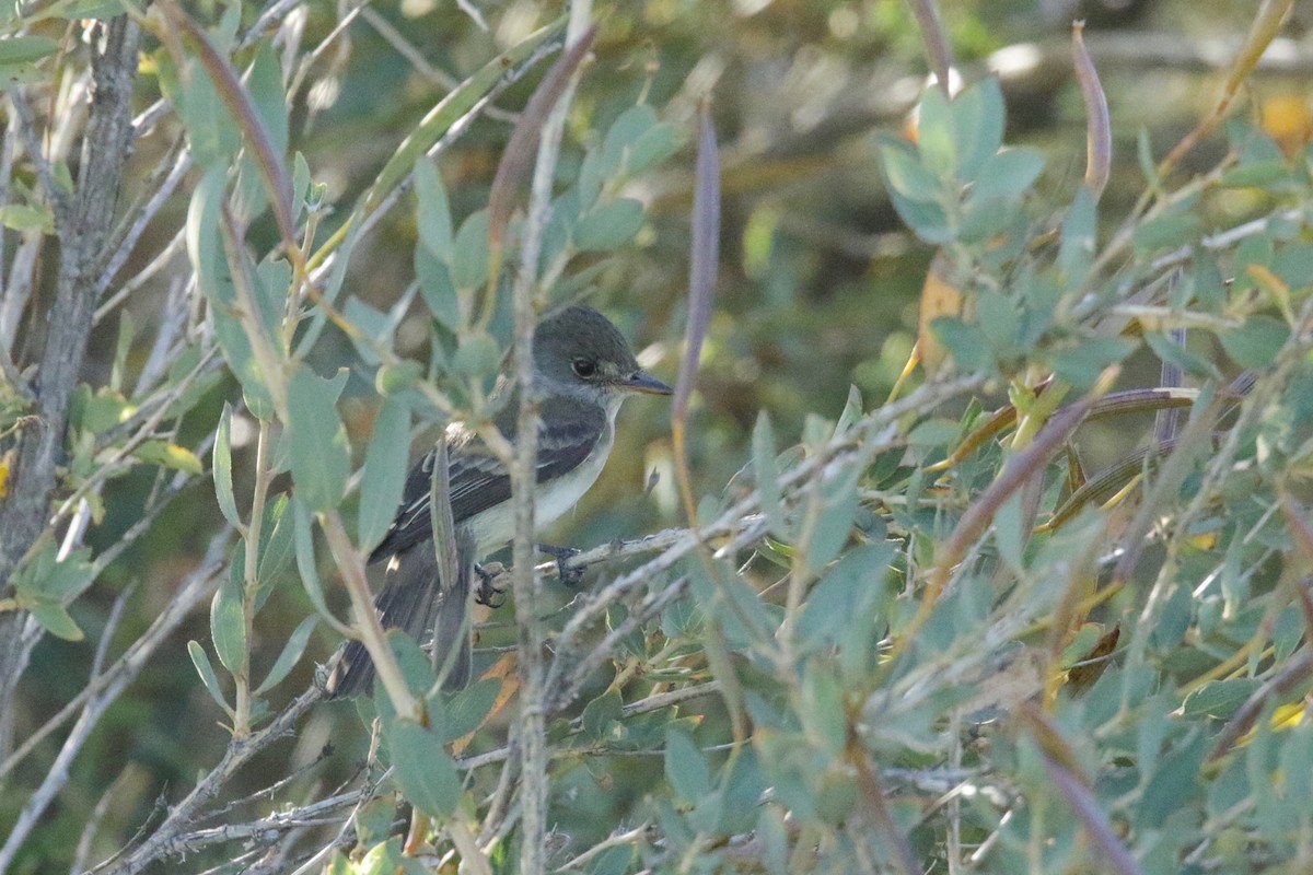 Willow Flycatcher - ML450429941