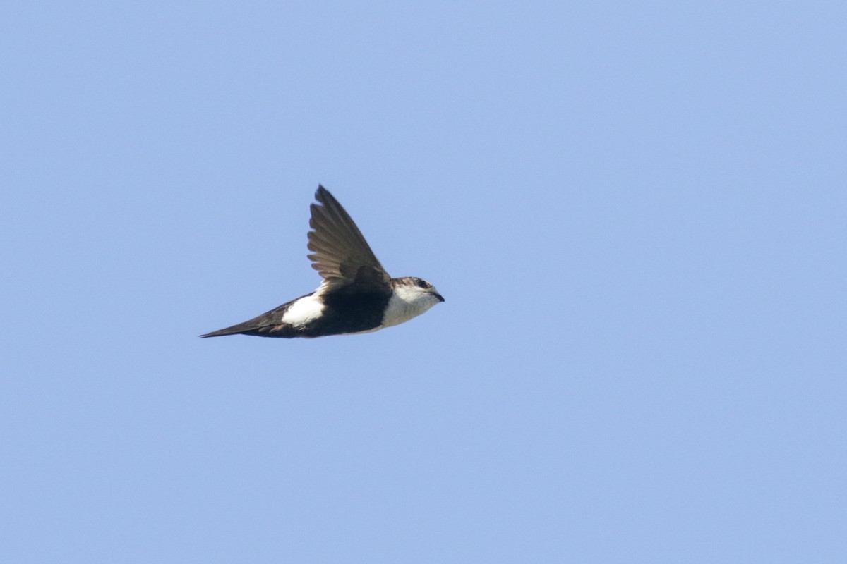 White-throated Swift - ML450431051